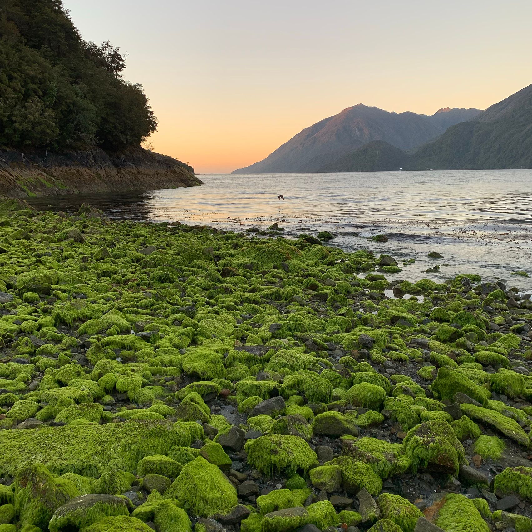 Low tide at sunset