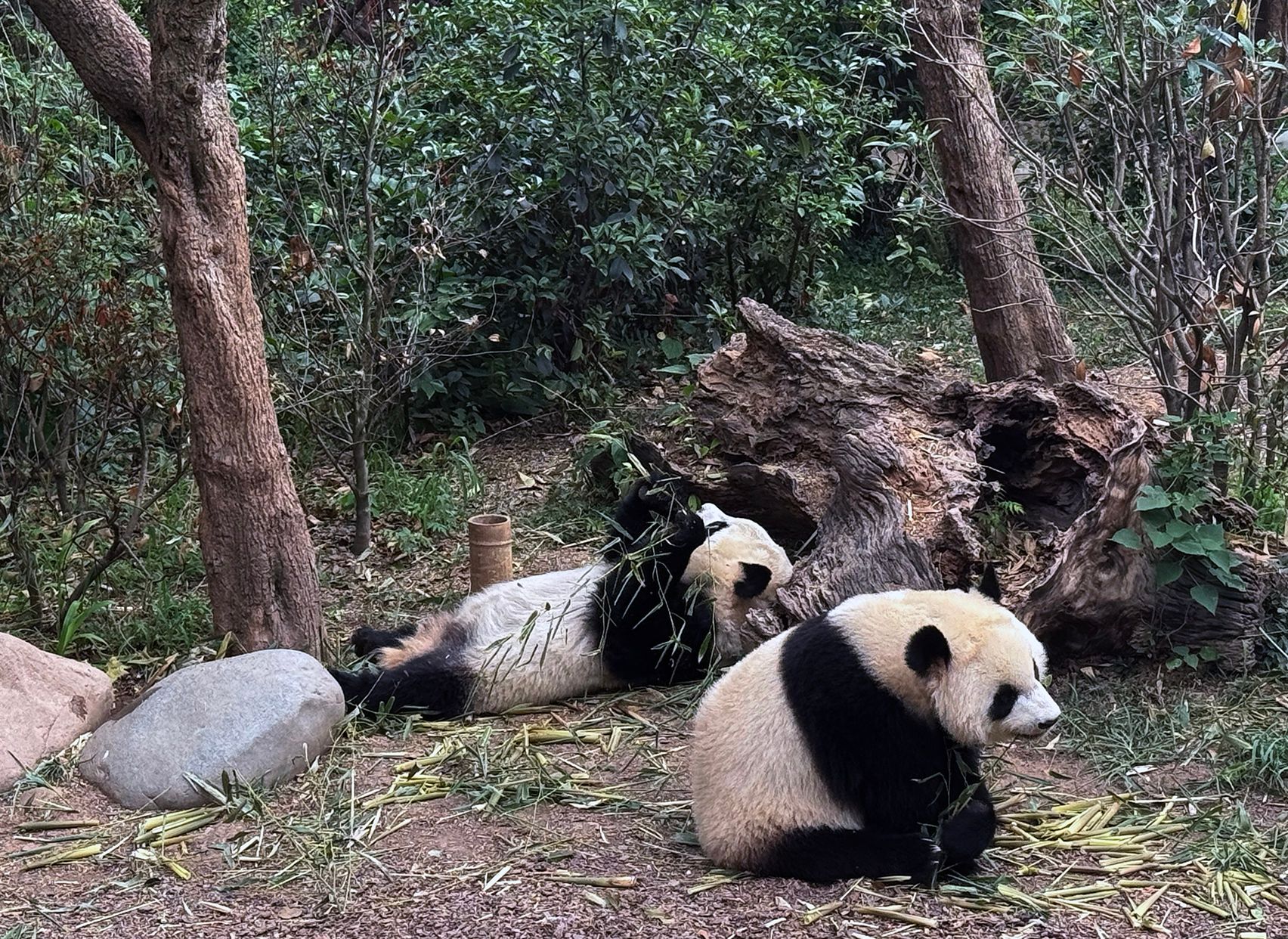 Two pandas lounging