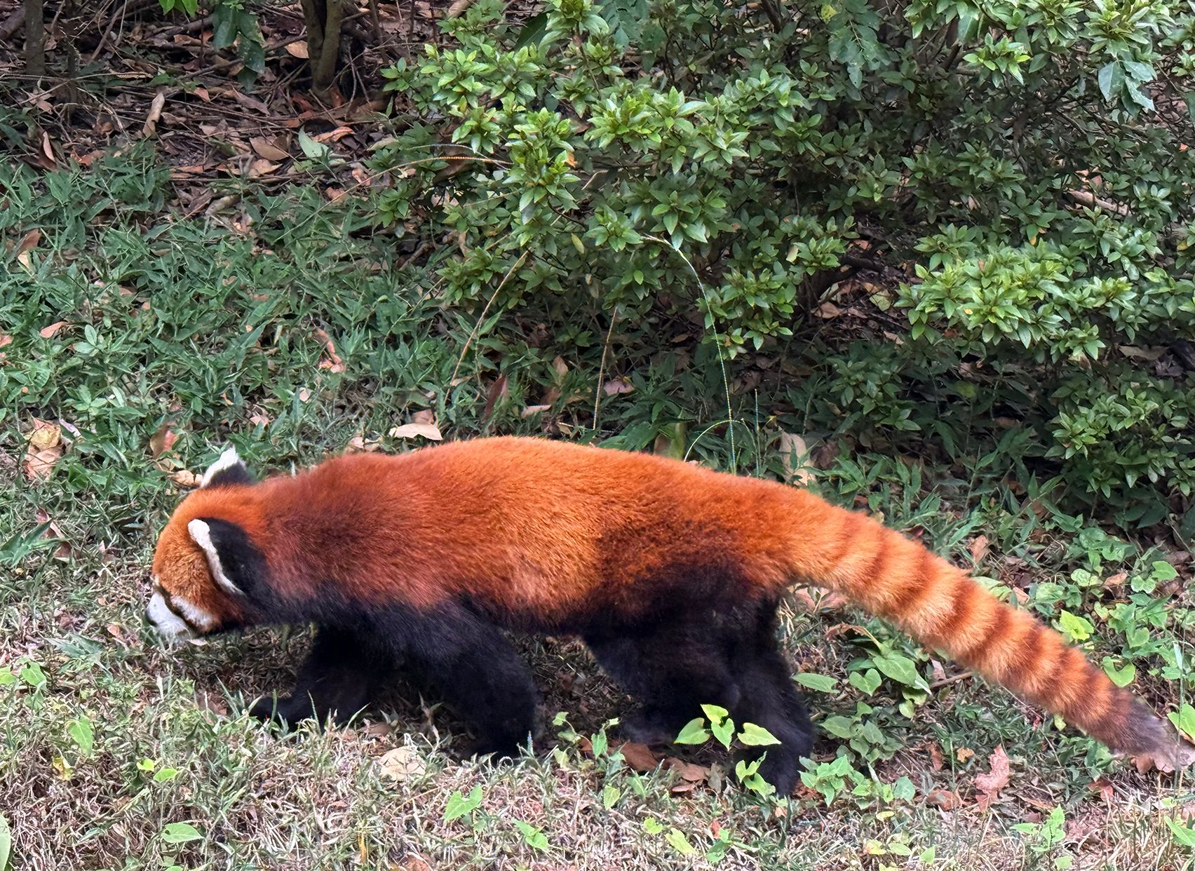 Red panda, a Firefox