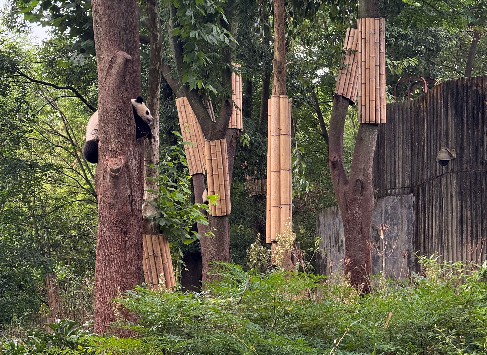 A panda sleeping in the trees