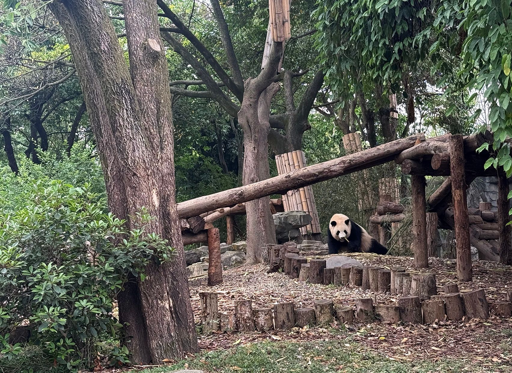 A panda in a log habitat