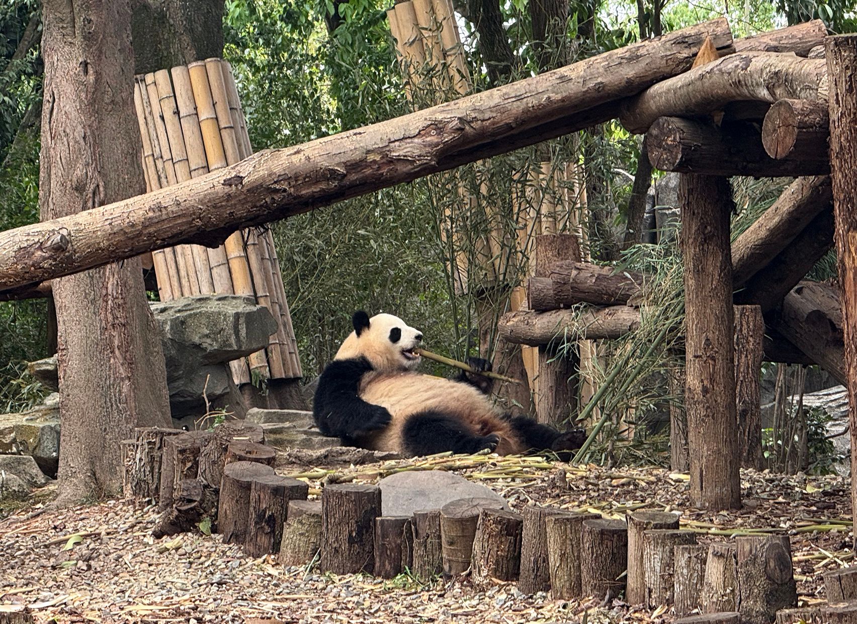 A panda lounging while eating bamboo