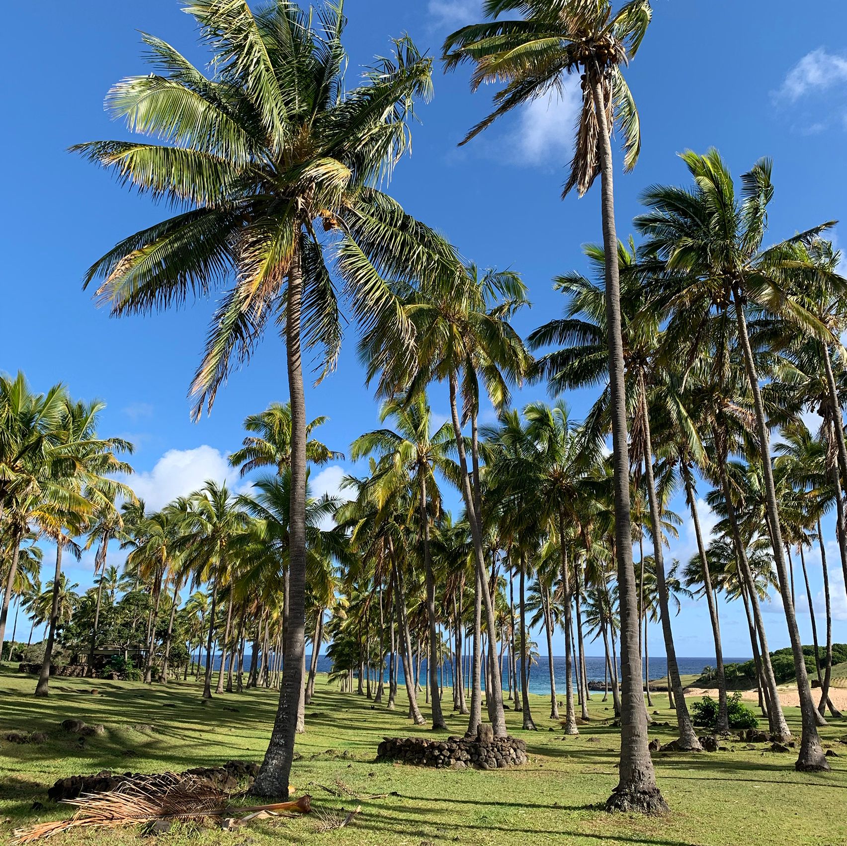 Anakena beach palm trees