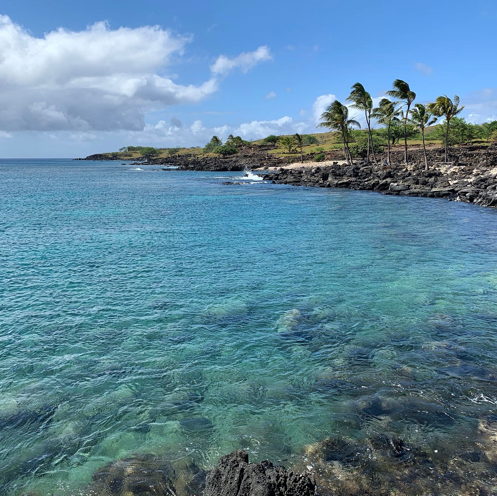 View of palm trees from the water