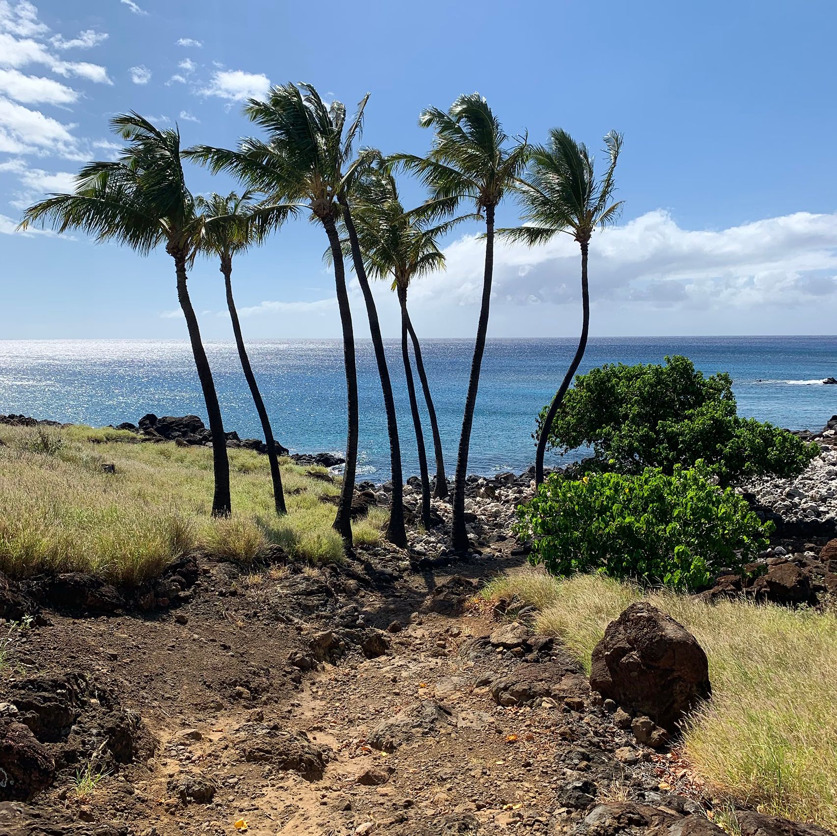 View of palm trees from uphill
