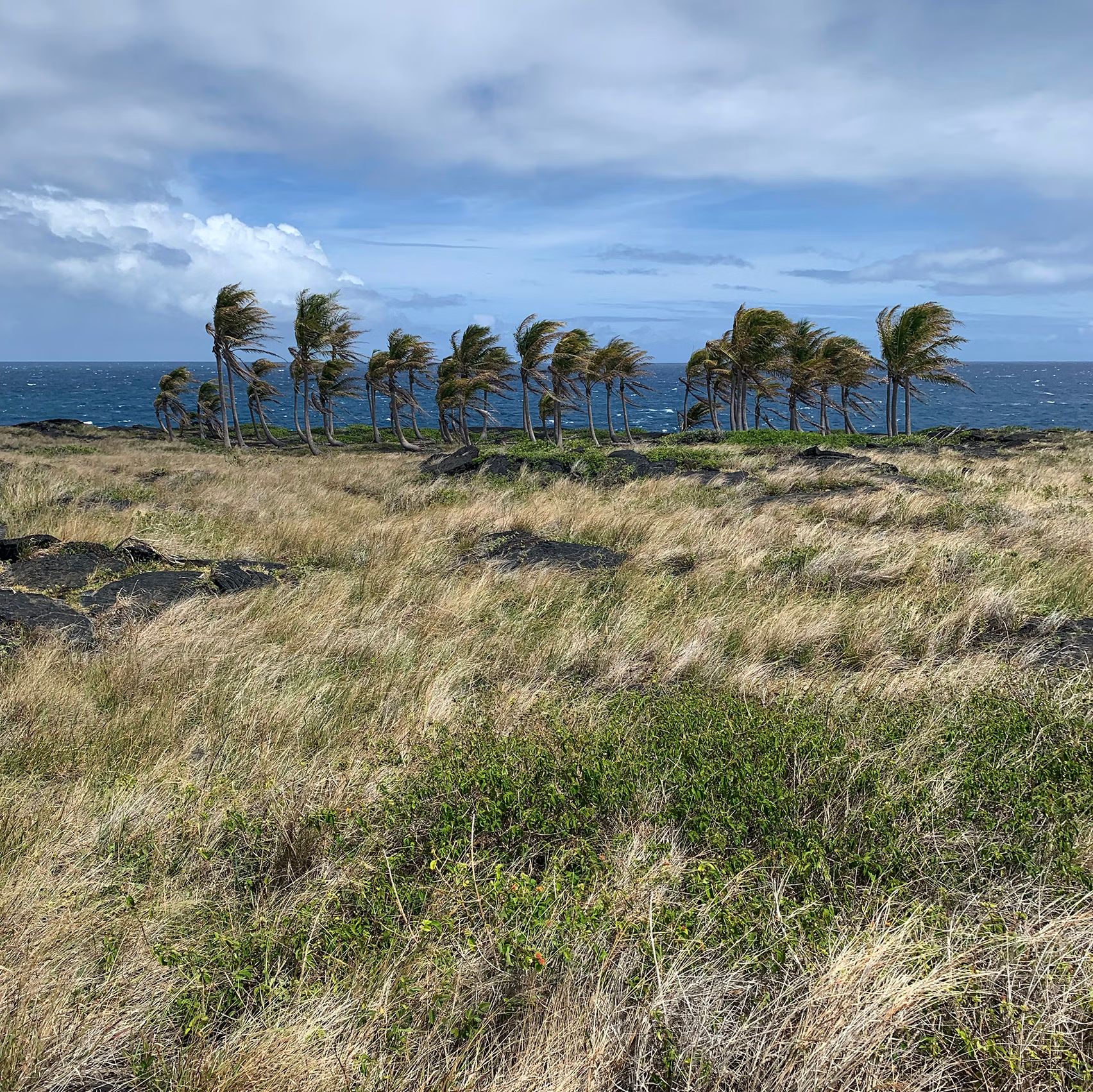 View of windblown palm trees from far away