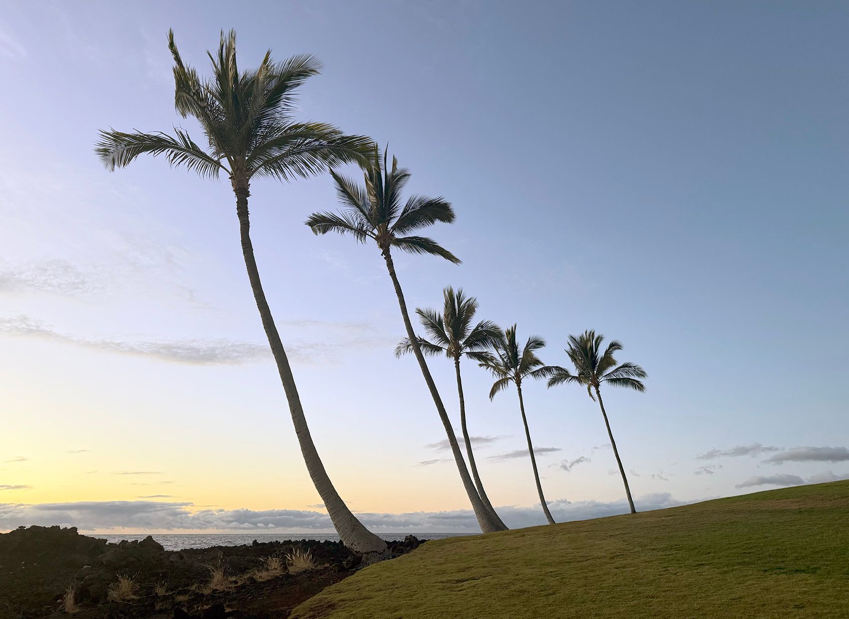 Palm trees at sunset