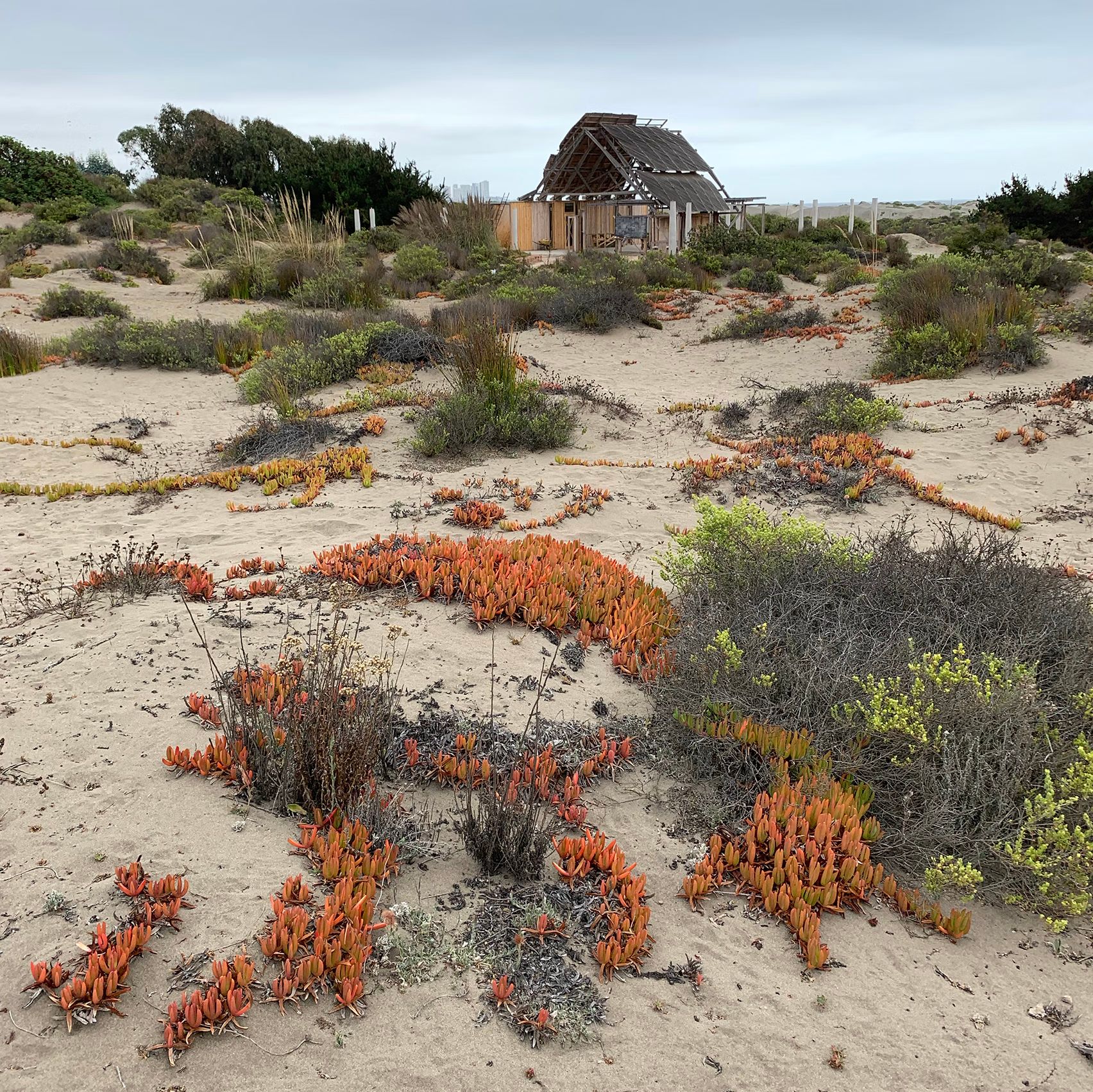 House with beach vegetation